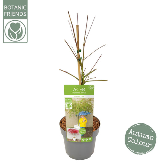 Acer Emerald Lace 65cm 19cm Pot