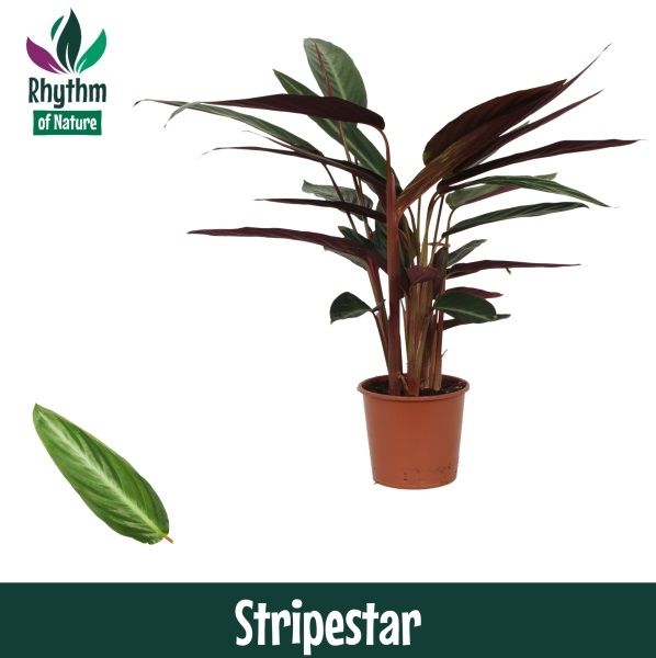 Calathea fasciata 65cm 17cm Pot