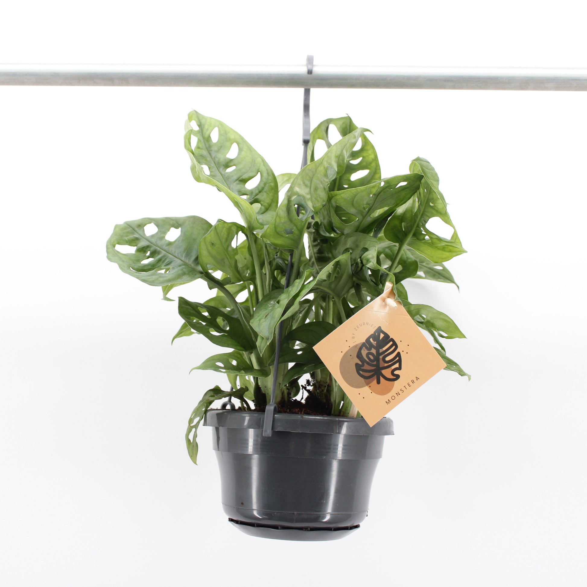 Monstera Monkey Leaf 30cm 14cm Pot