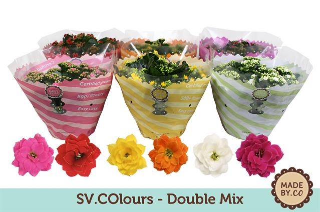 Kalanchoe mix 27cm 23cm Pot