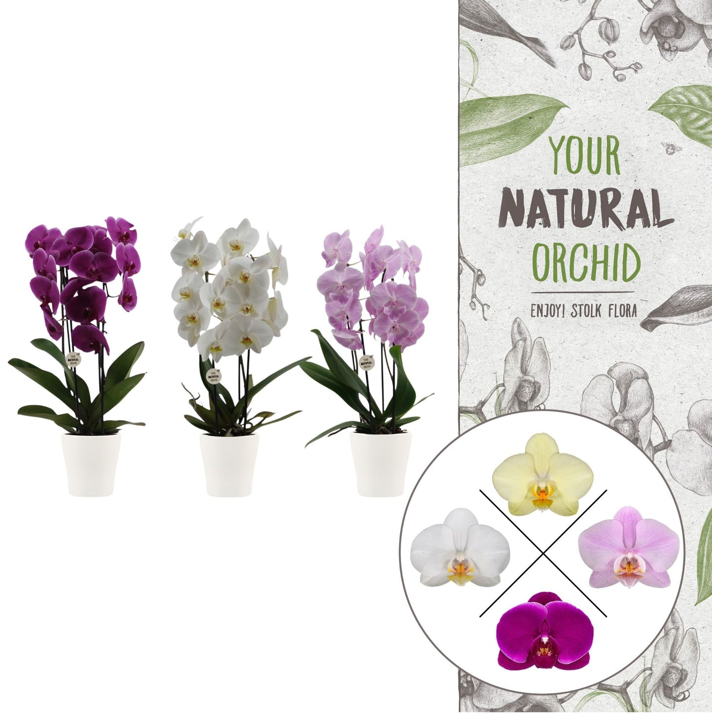 Phalaenopsis mix cascade (+ drp.Anna white) 45cm 12cm Pot