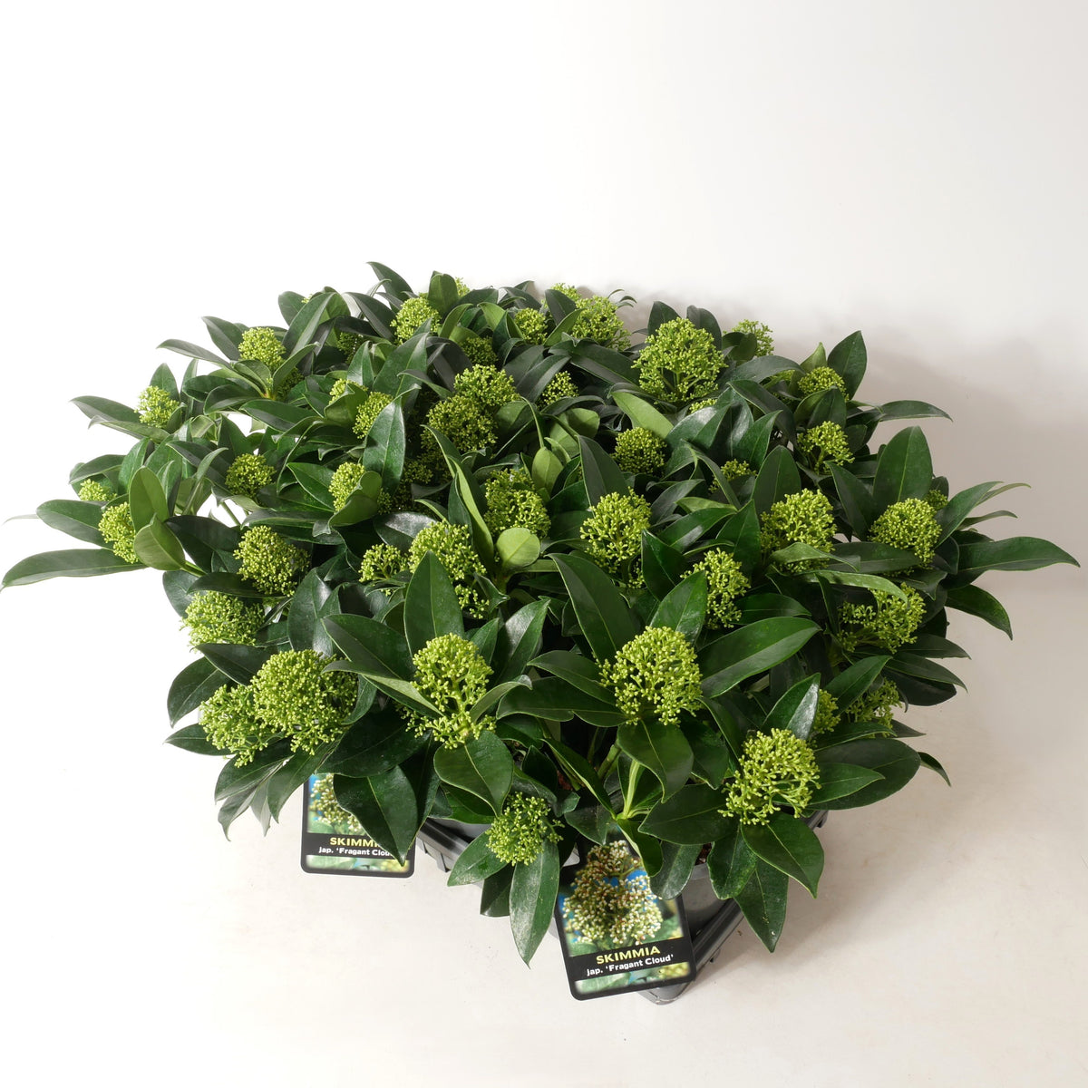 Skimmia jap. Fragrant Cloud 20cm 15cm Pot