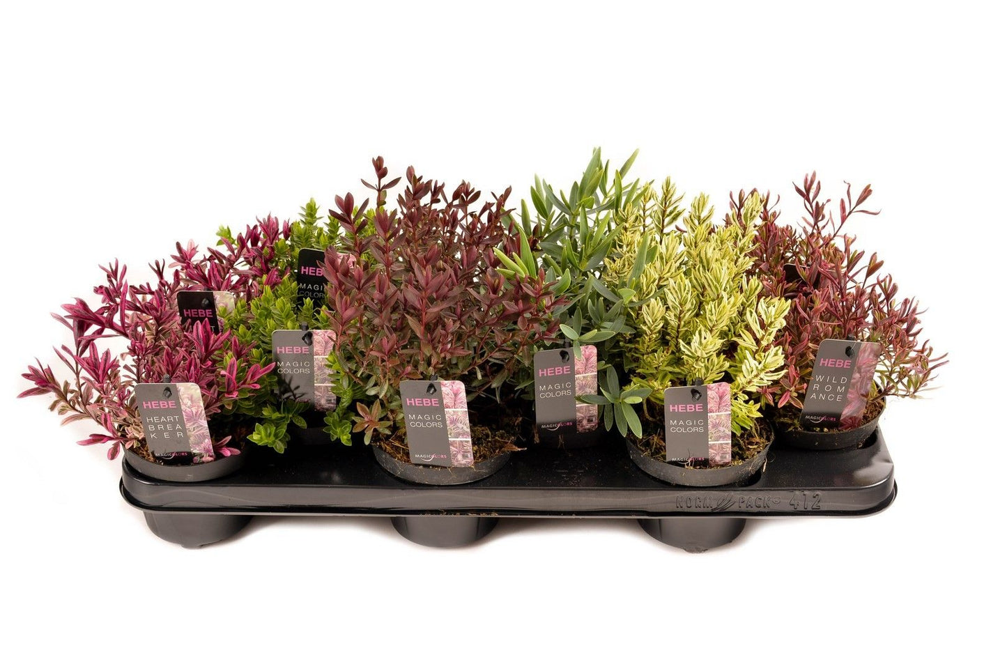 Hebe mix 10cm 510cm Pot