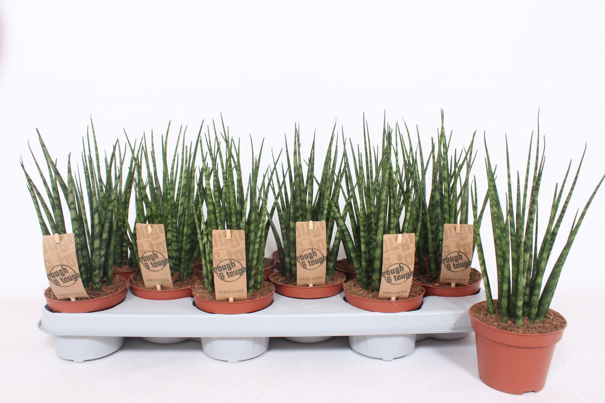 Sansevieria Fernwood Mikado 25cm 510cm Pot