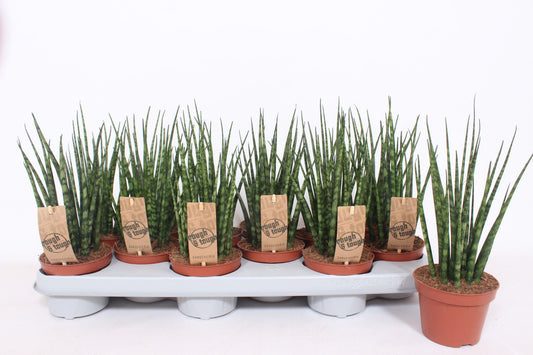 Sansevieria Fernwood Mikado 25cm 510cm Pot