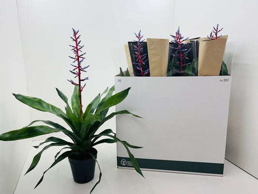Aechmea Blue Rain 65cm 15cm Pot
