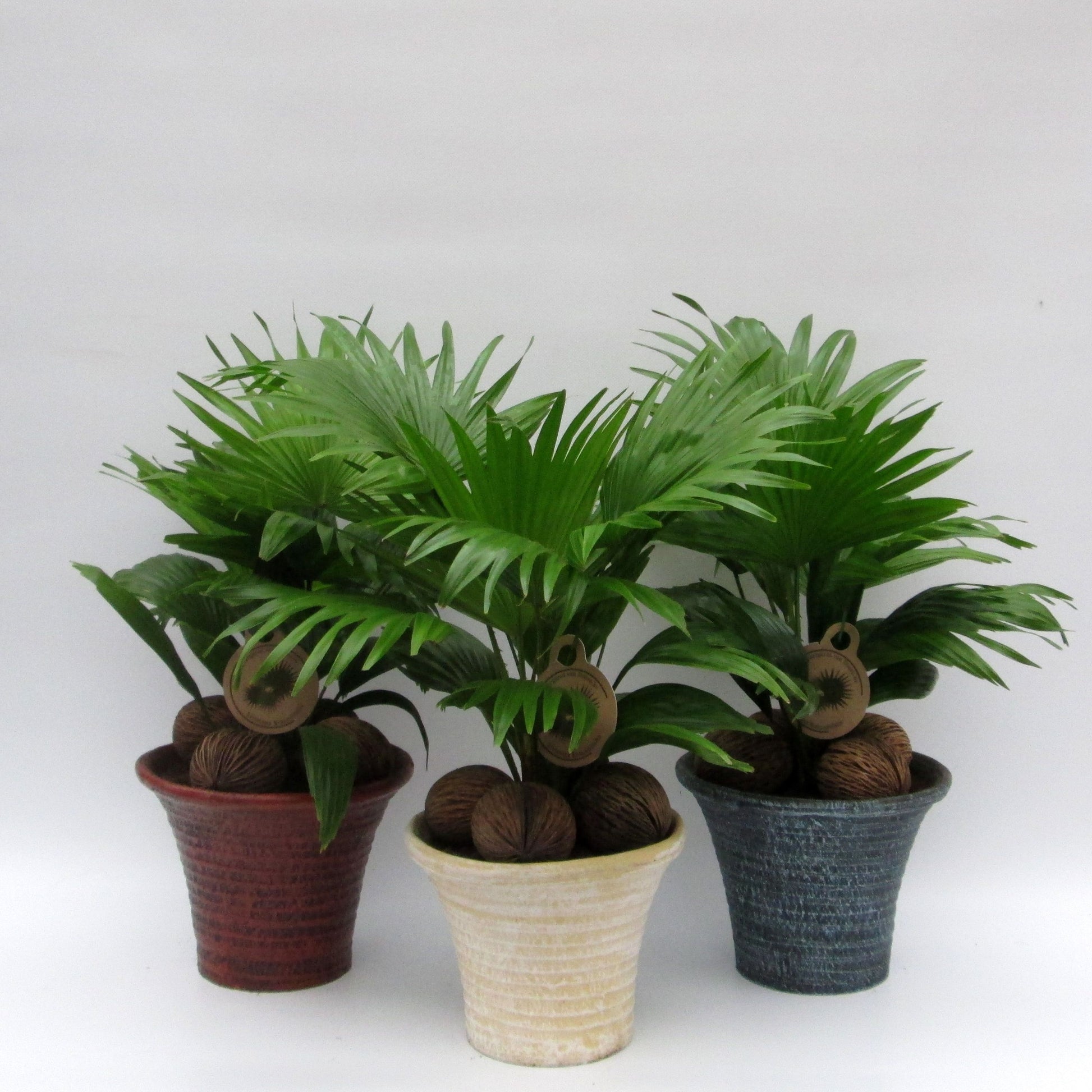 Livistona in stone pot 50cm 19cm Pot