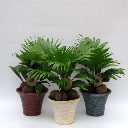 Livistona in stone pot 50cm 19cm Pot