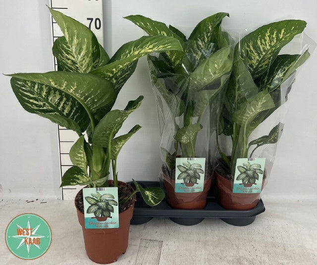 Dieffenbachia Tropic Snow 75cm 19cm Pot