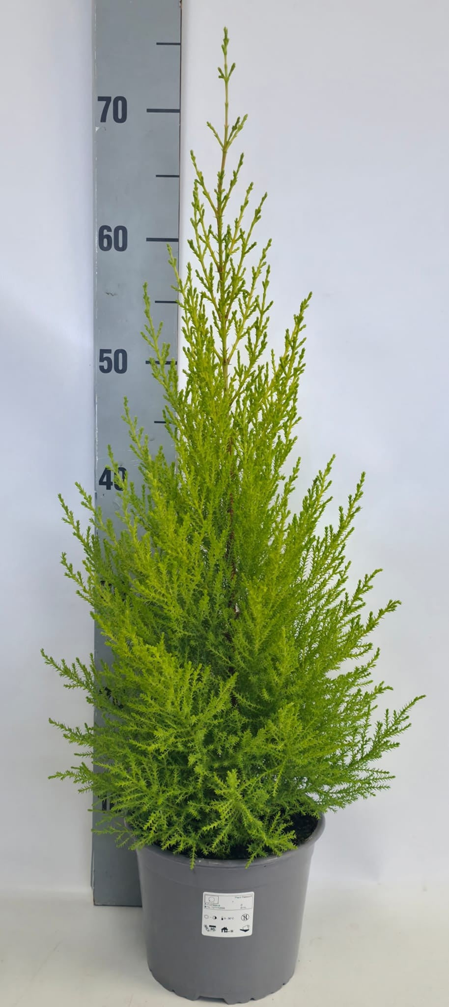Cupressus Goldcrest Wilma 70cm 17cm Pot
