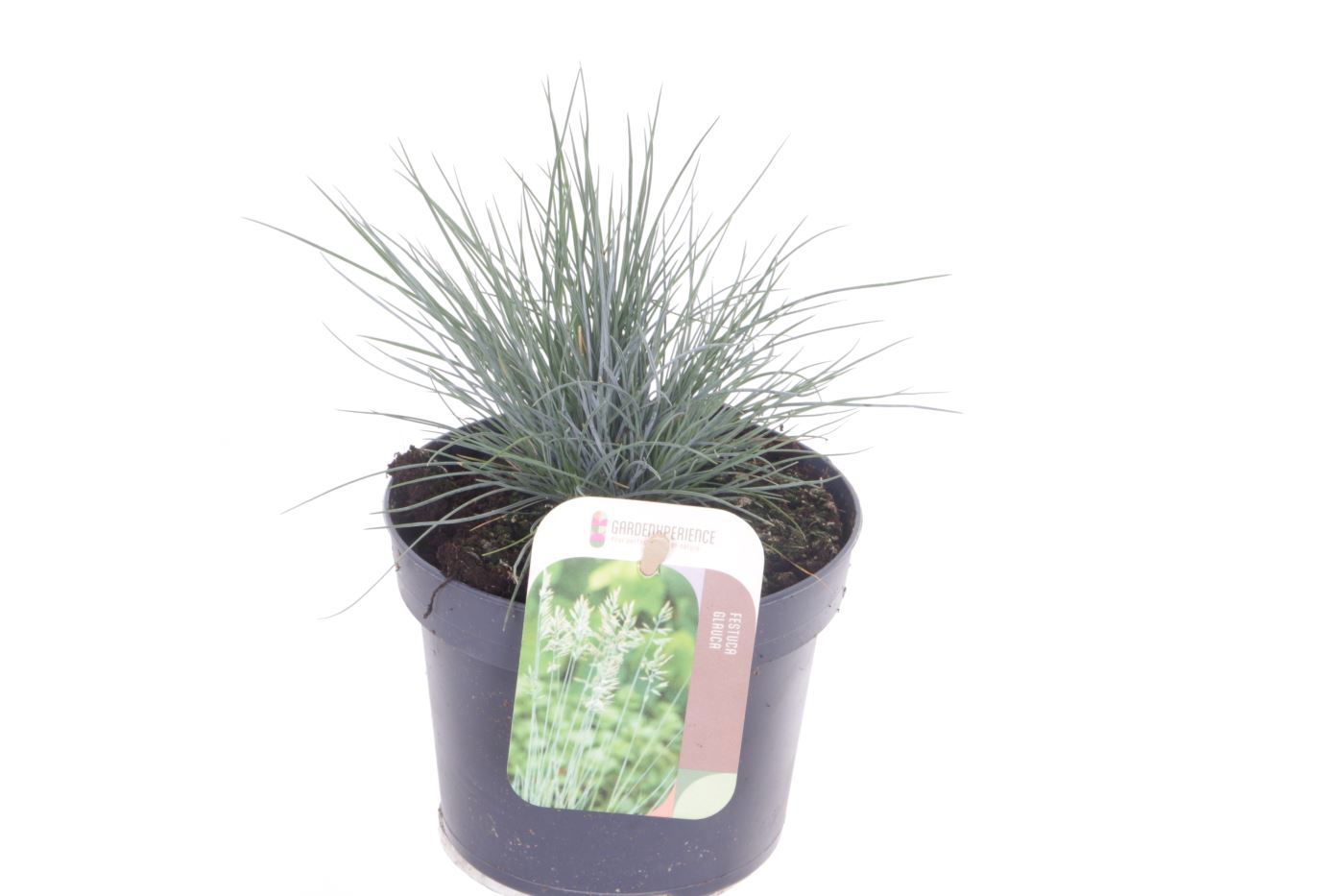 Festuca Elijah Blue 20cm 13cm Pot