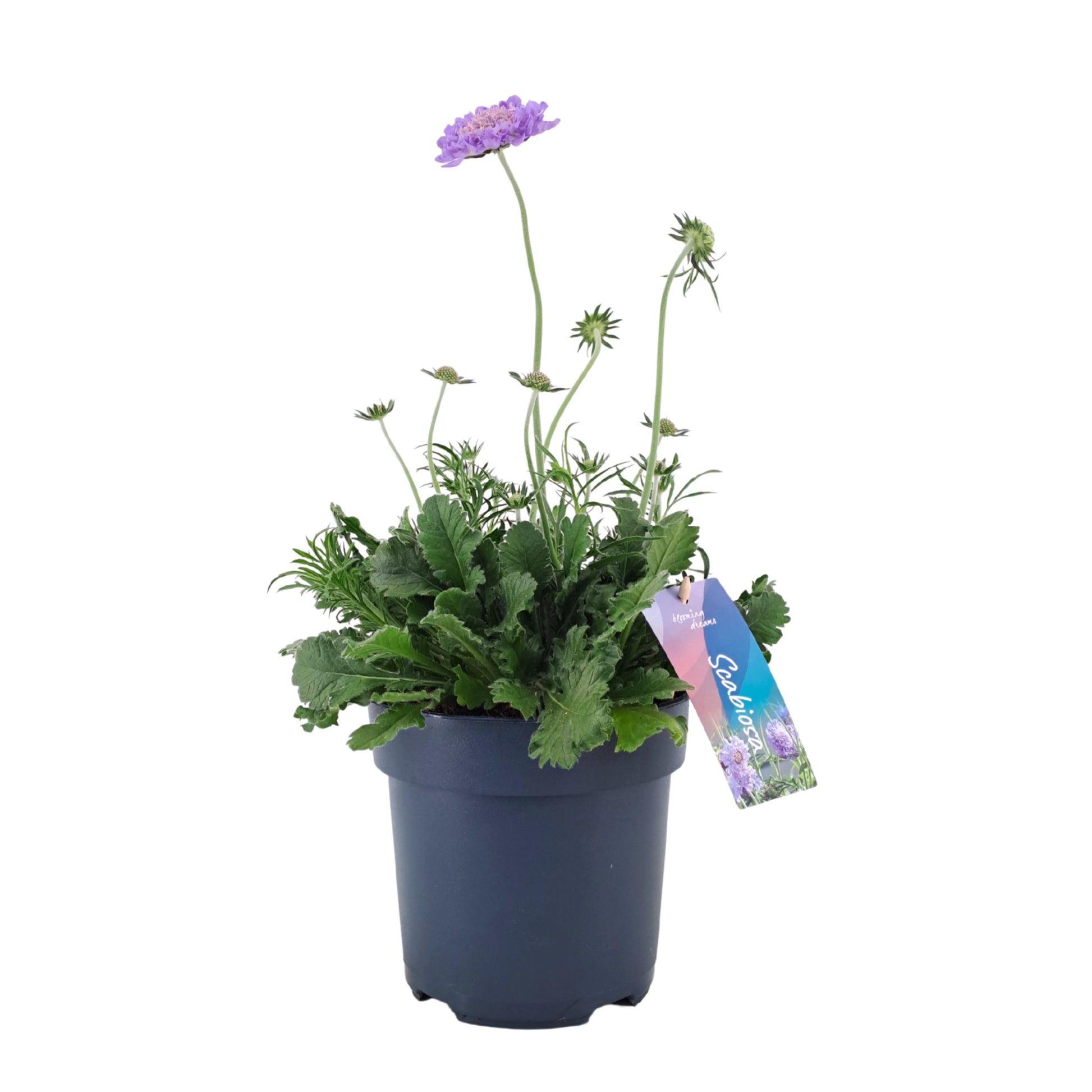 Scabiosa col. Butterfly Blue 45cm 17cm Pot