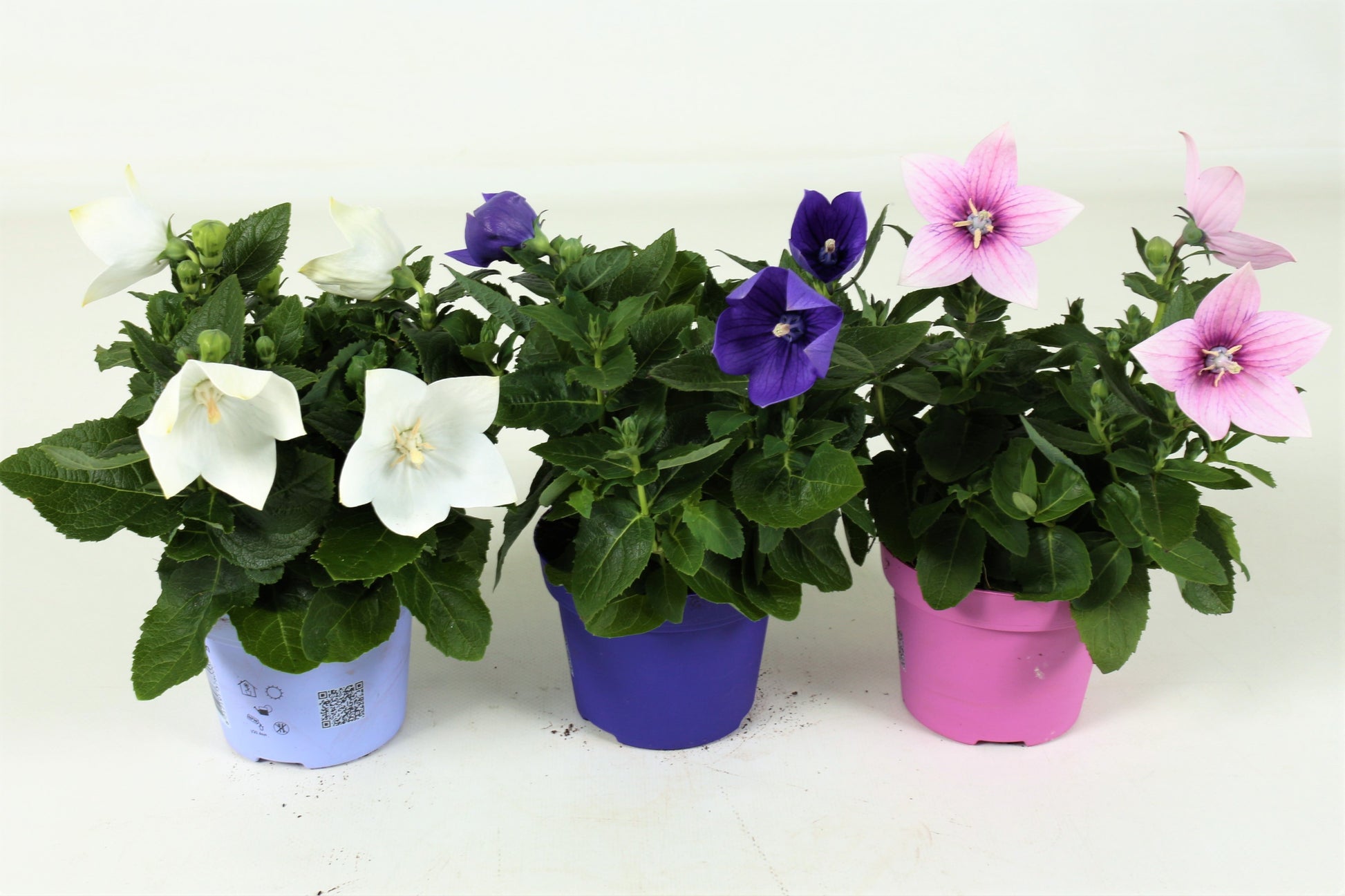 Platycodon mix 22cm 12cm Pot