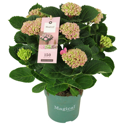 Hydrangea macrophylla Magical Revolution pink 35cm 14cm Pot