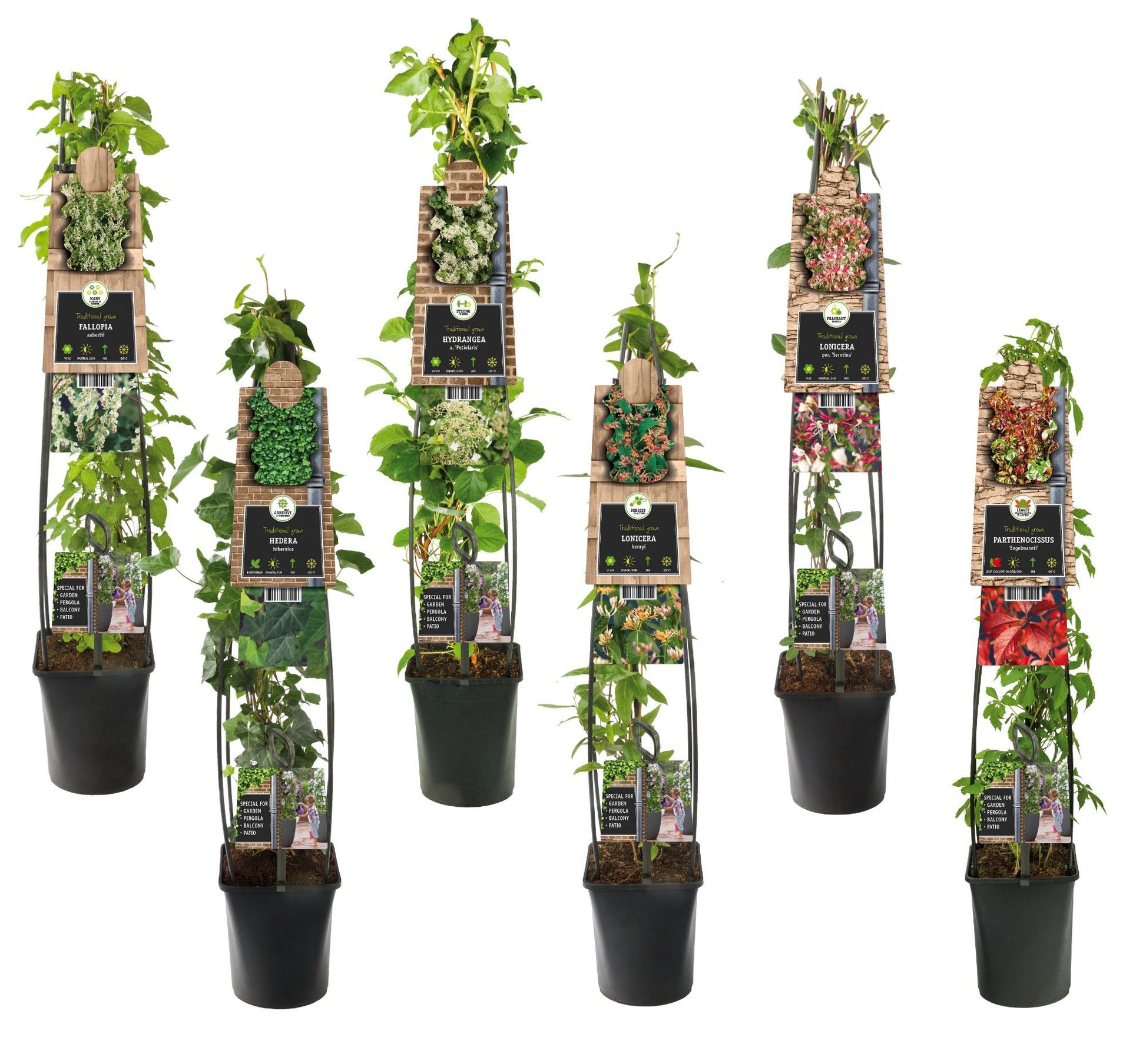 Climbing plants mix 115cm 23cm Pot