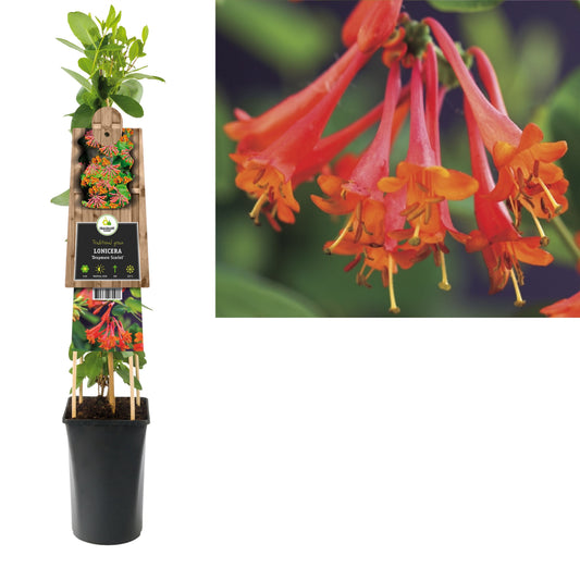 Lonicera Dropmore Scarlet 75cm 17cm Pot