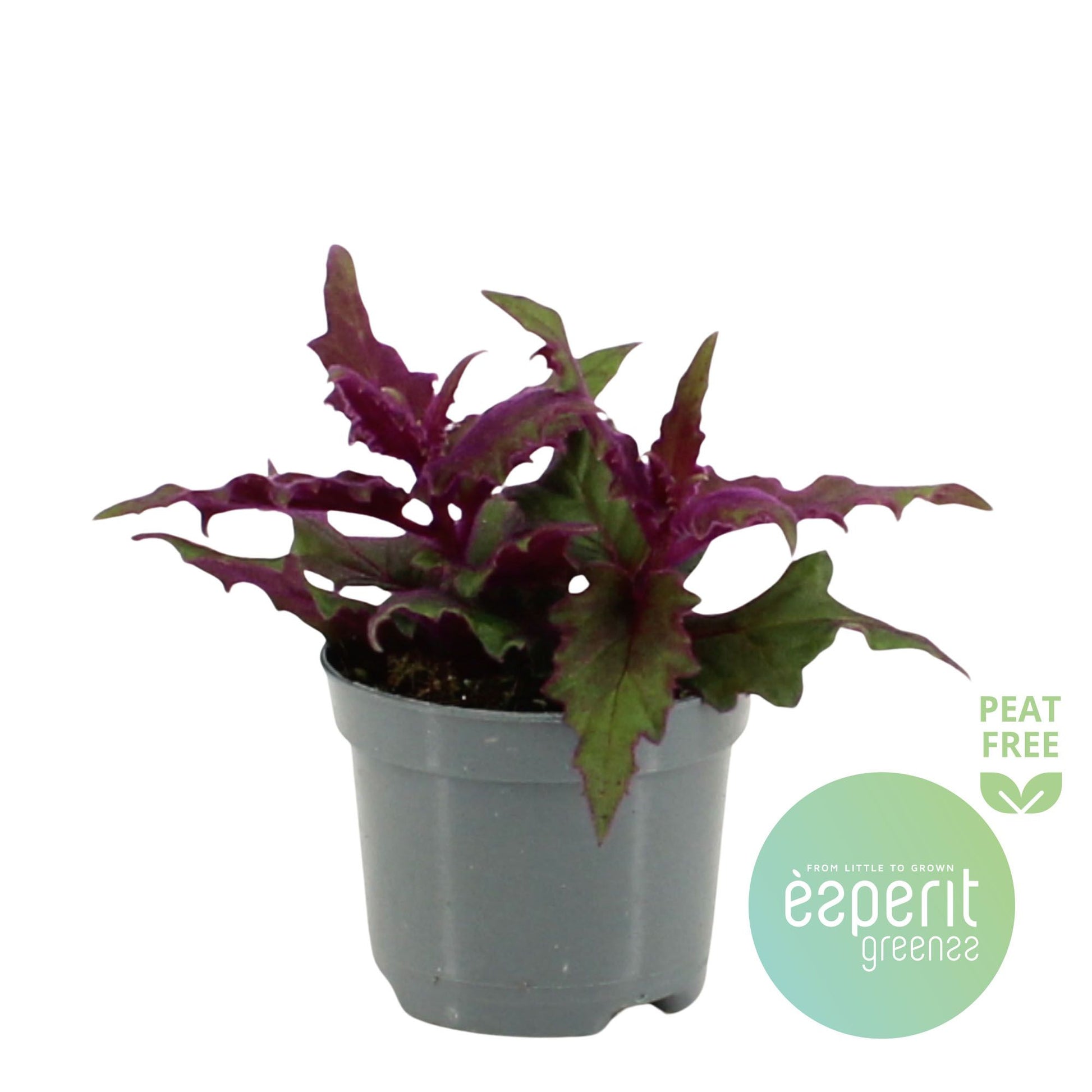 Gynura aurantiaca 15cm Special Pot (508)