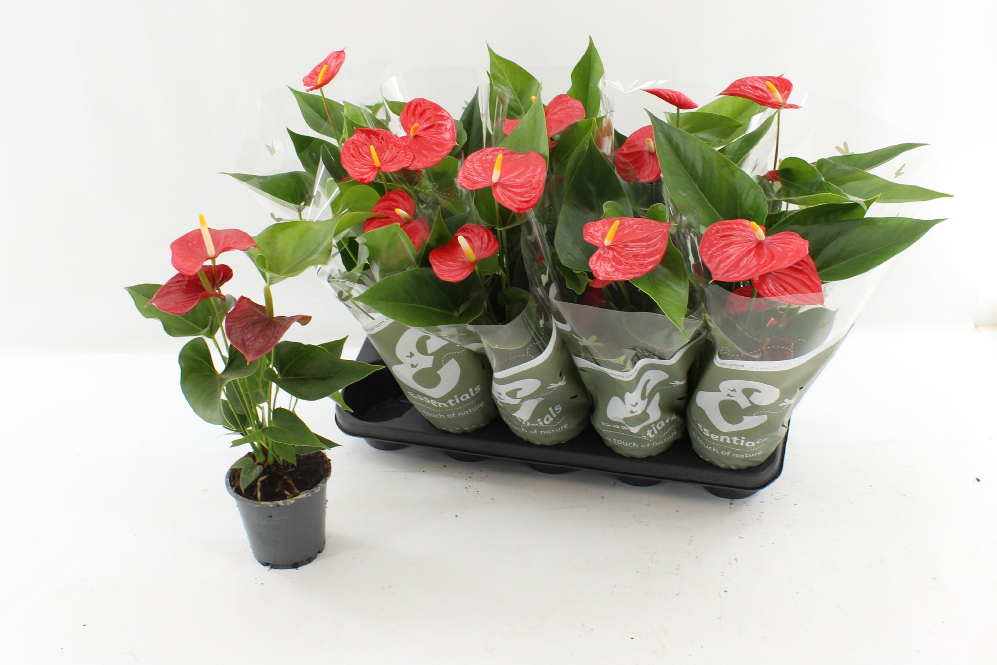 Anthurium Esudo 48cm 12cm Pot