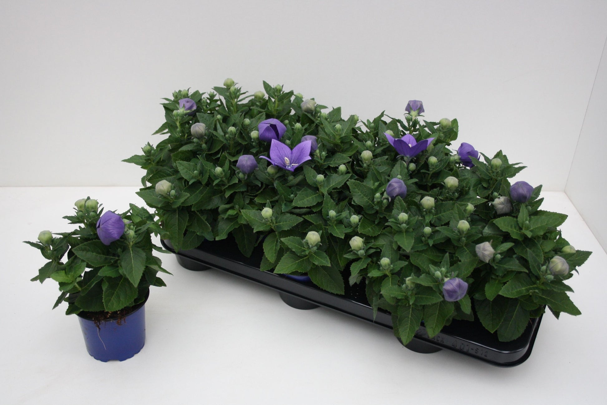 Platycodon graniflorus Astra Blue 25cm 510cm Pot