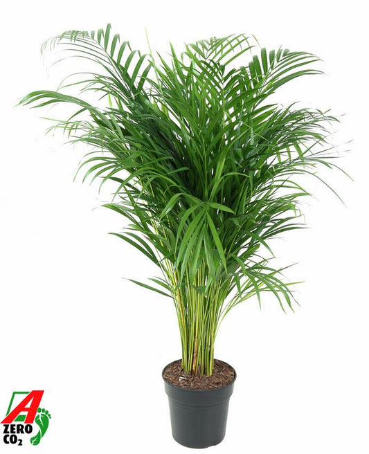 Dypsis lutescens 100cm 21cm Pot