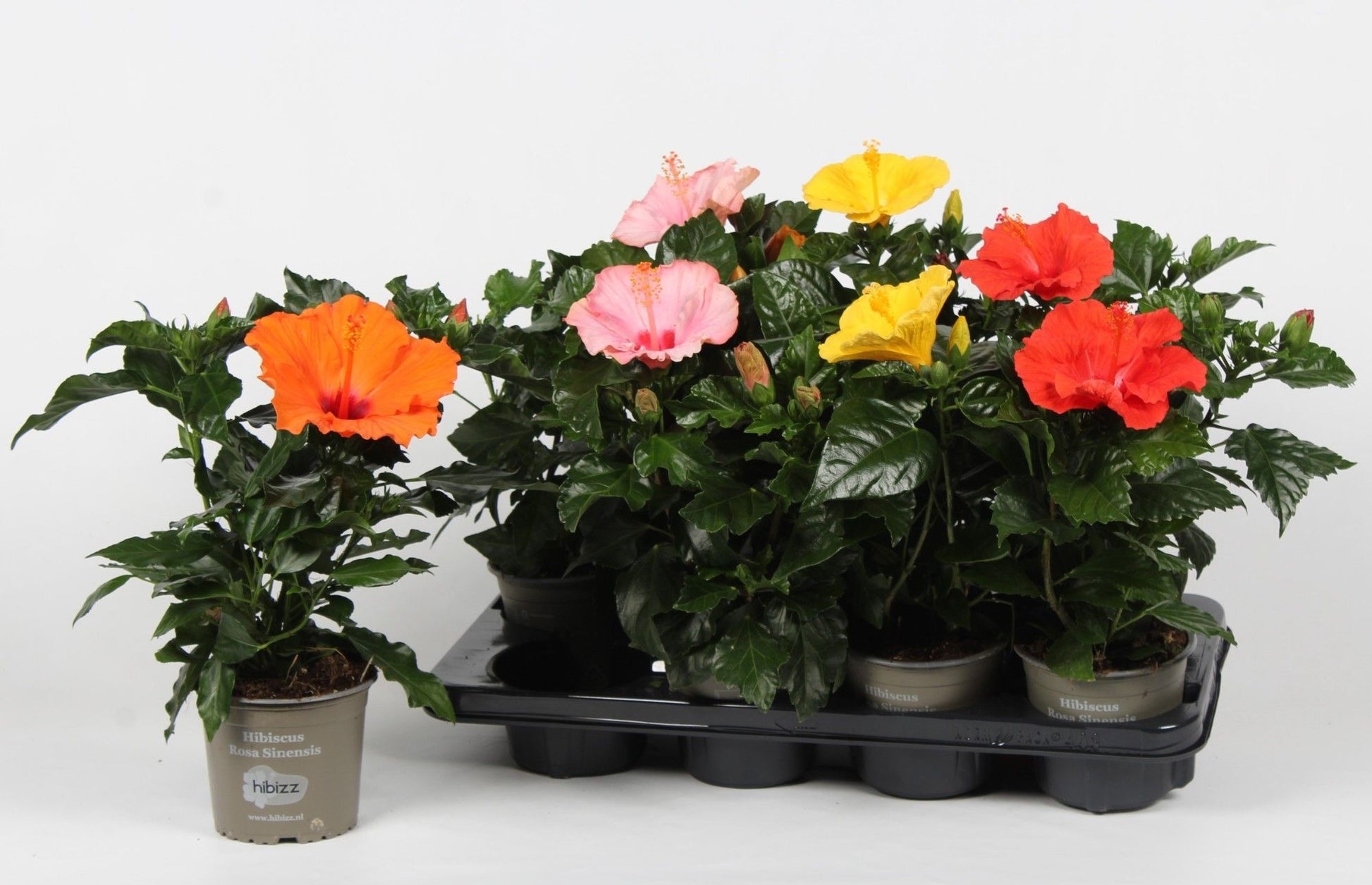 Hibiscus rosa-sinesis mix 38cm 13cm Pot