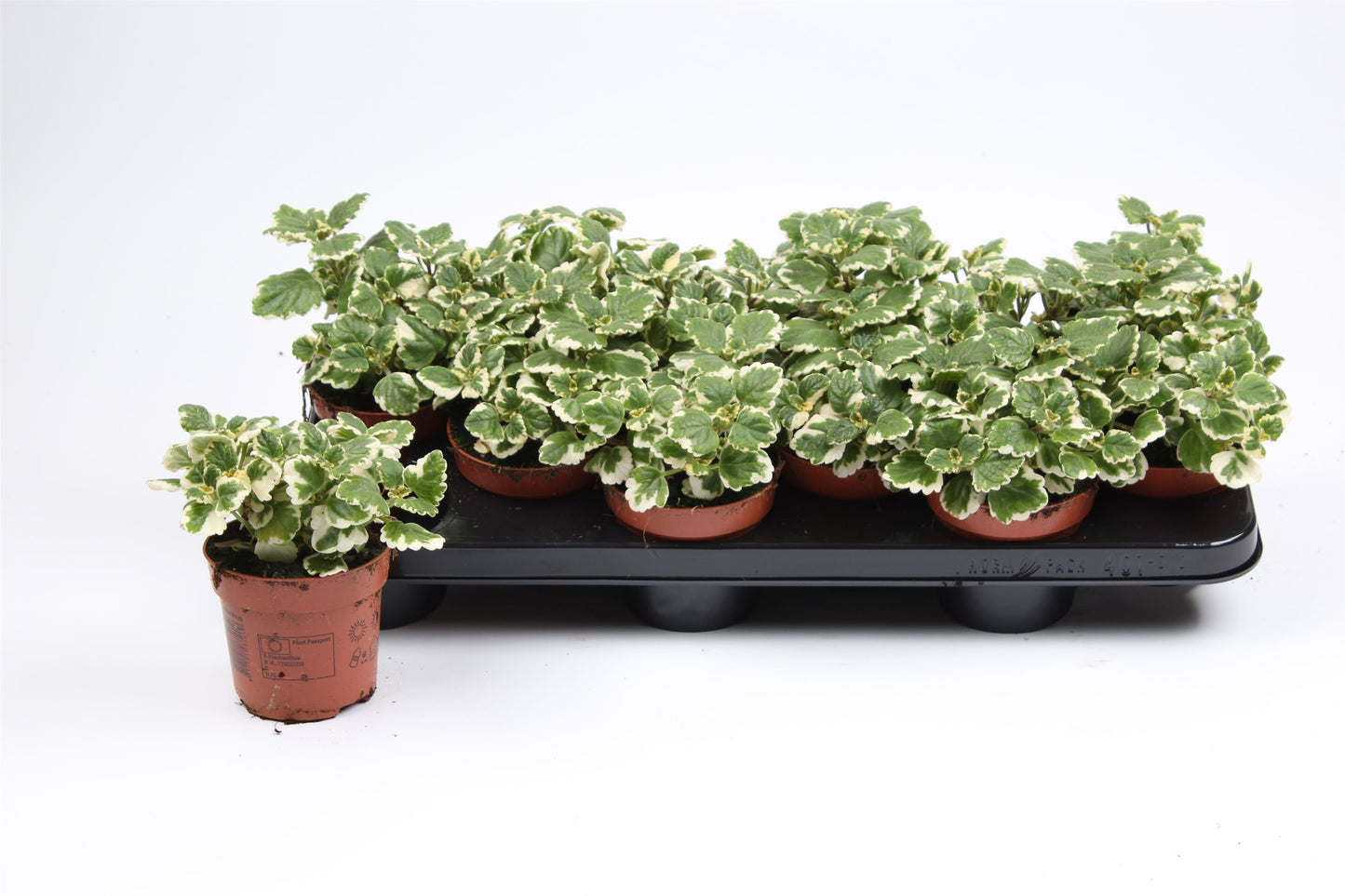 Plectranthus 17cm 510cm Pot