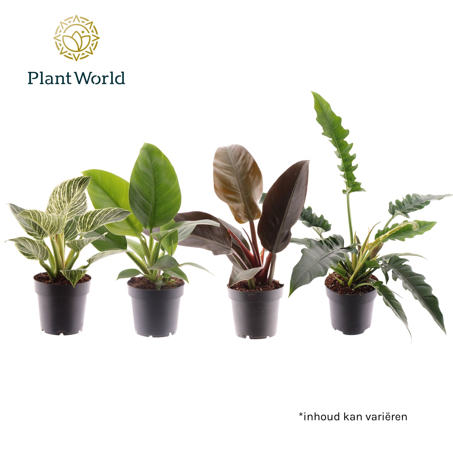 Philodendron mix 35cm 14cm Pot