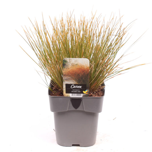 Carex tes Prairie Fire Color Grass 35cm 17cm Pot