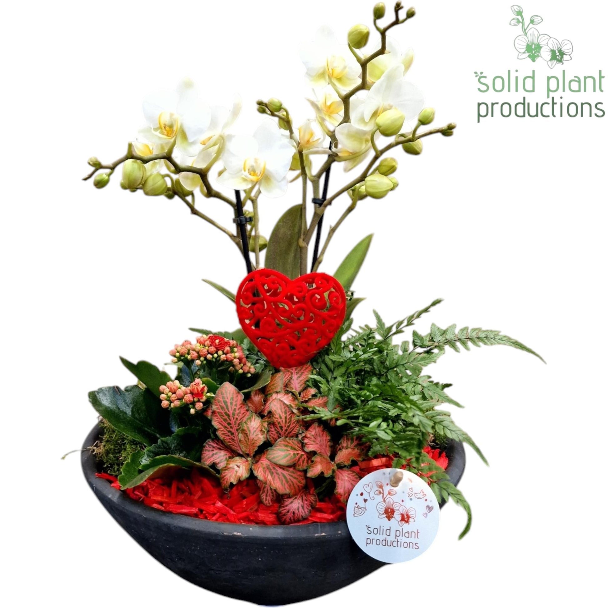 arr. Phalaenopsis PE011RED 45cm 27cm Pot