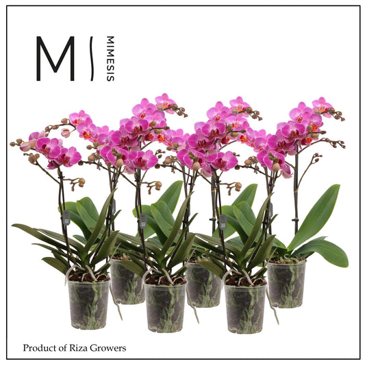 Phalaenopsis pink 50cm 12cm Pot