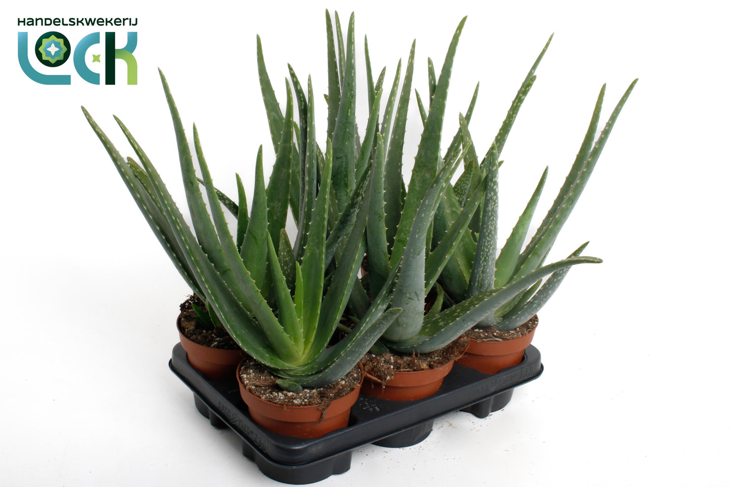 Aloe vera 32cm 14cm Pot