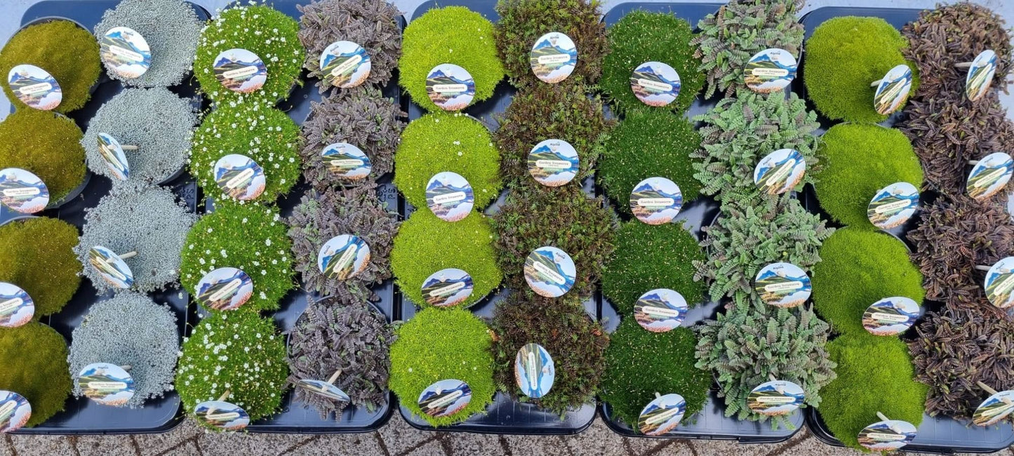 Perennial mix 12cm 13cm Pot