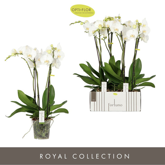 Phalaenopsis Fortuno white 75cm 17cm Pot
