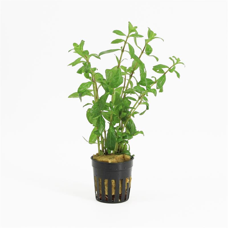 Hygrophila polysperma 10cm 5cm Pot