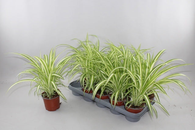 Chlorophytum Variegated 35cm 12cm Pot
