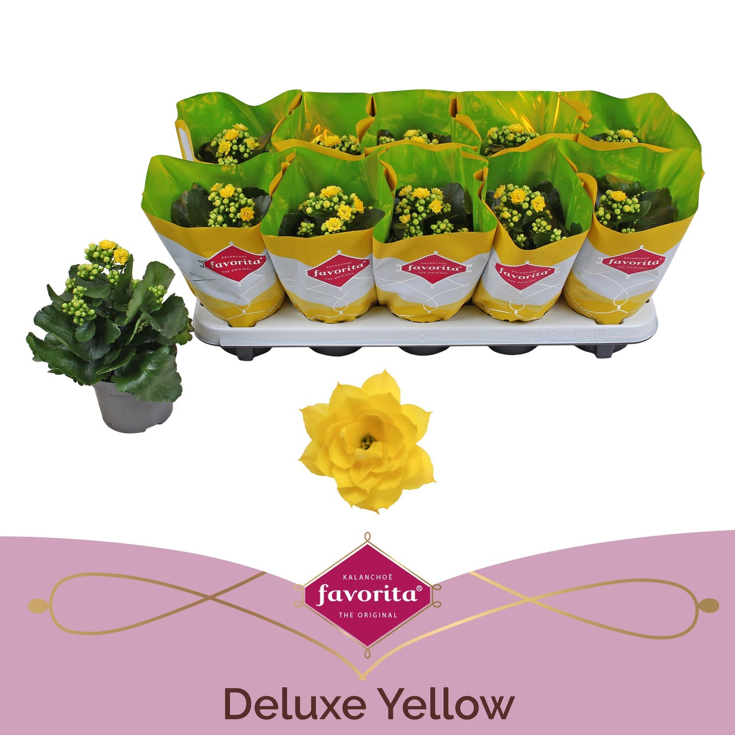Kalanchoe Perfecta Yellow 22cm 510cm Pot