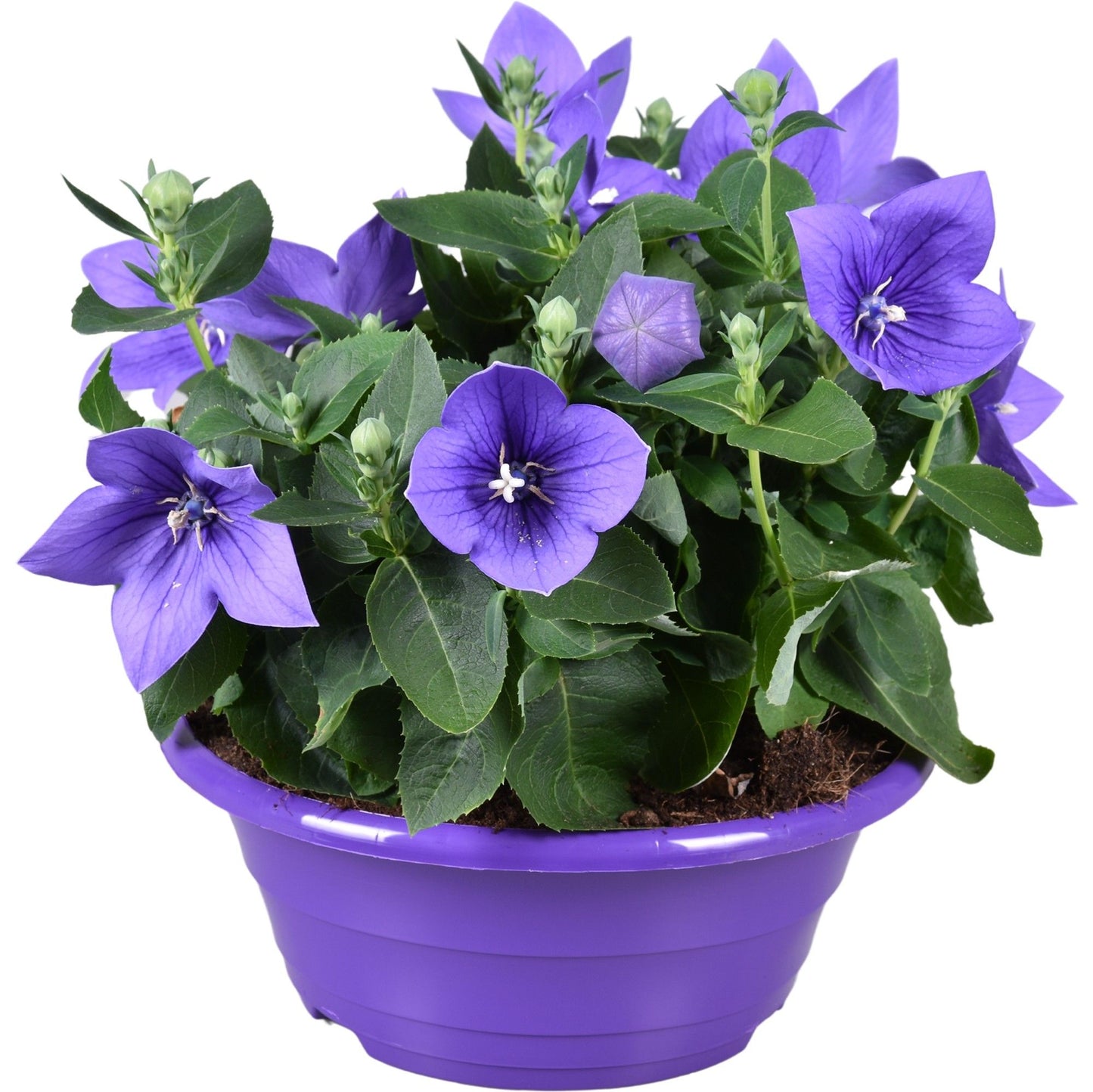 Platycodon graniflorus Astra Blue 30cm 23cm Pot