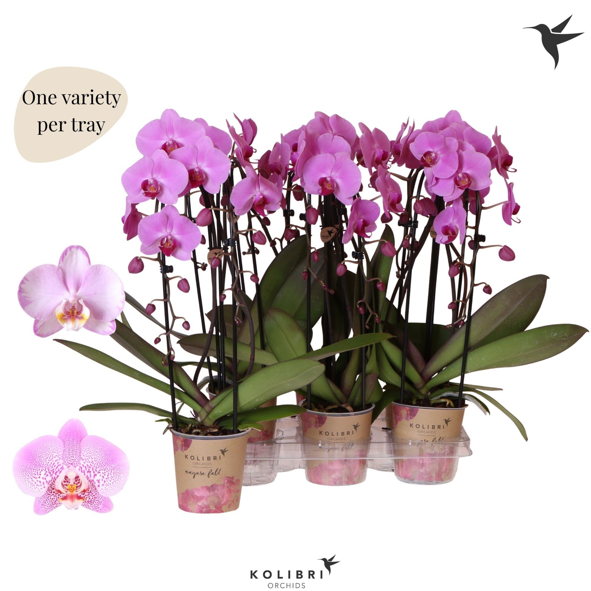 Phalaenopsis pink cascade 45cm 12cm Pot