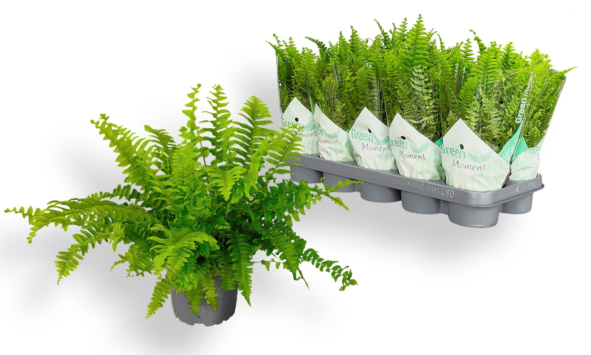 Nephrolepis Green Moment 30cm 12cm Pot