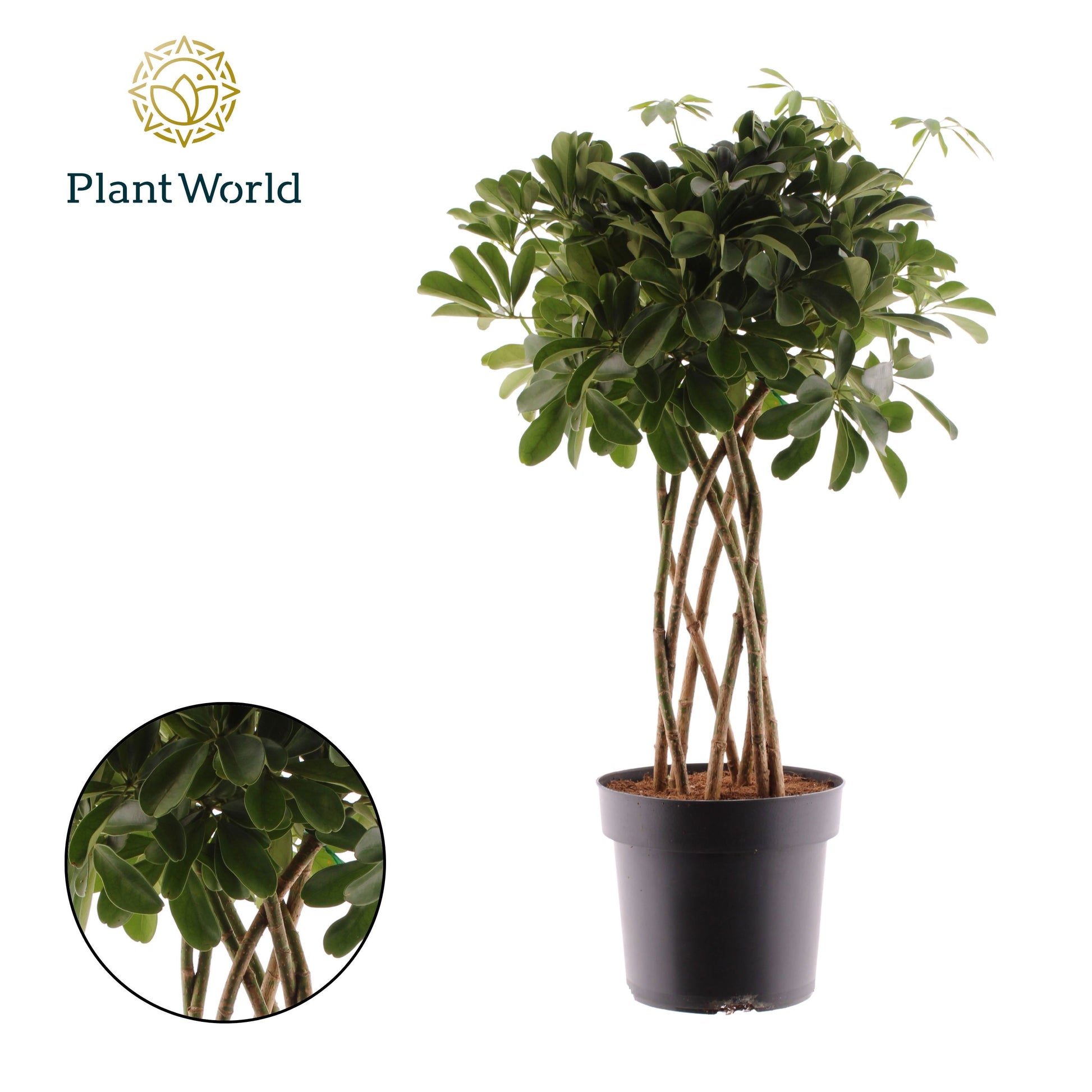 Schefflera  Compacta Nora koker 85cm 24cm Pot