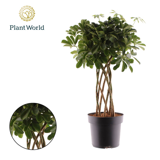 Schefflera  Compacta Nora koker 85cm 24cm Pot