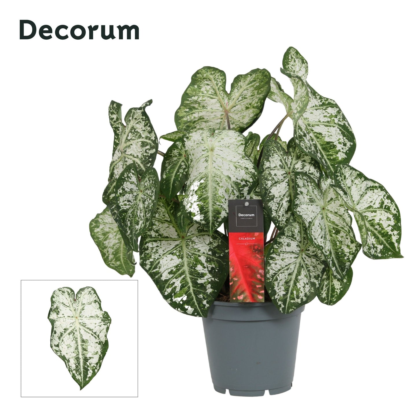 Caladium white 50cm 17cm Pot