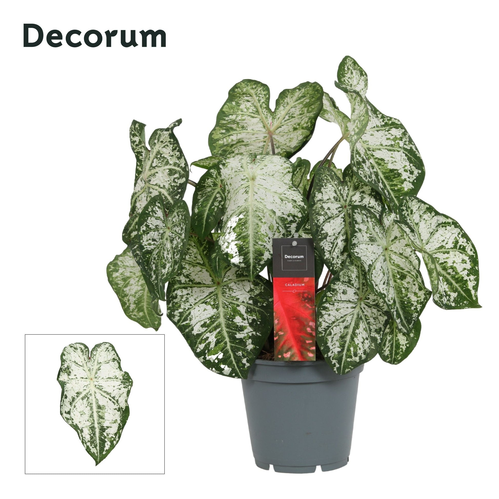 Caladium white 50cm 17cm Pot