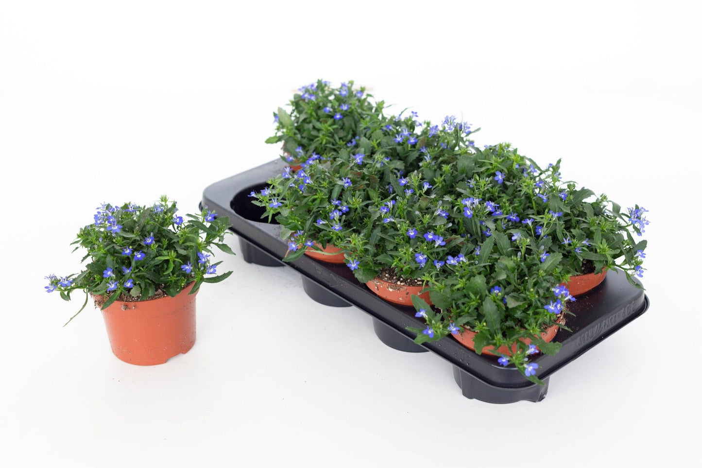 Lobelia Laguna Trailing Dark Blue 20cm 13cm Pot