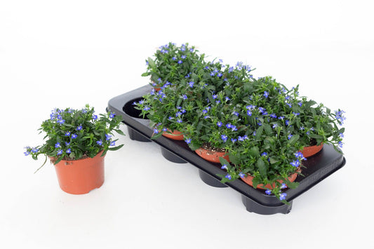 Lobelia Laguna Trailing Dark Blue 20cm 13cm Pot