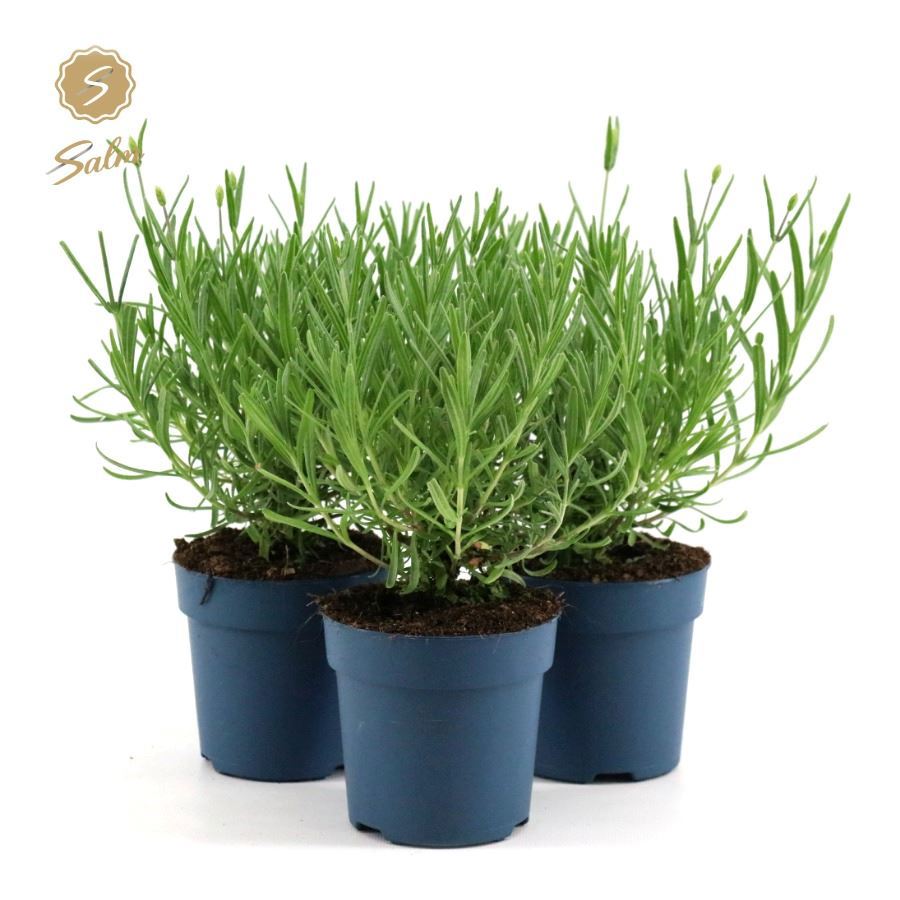 Lavandula Felice 25cm 510cm Pot