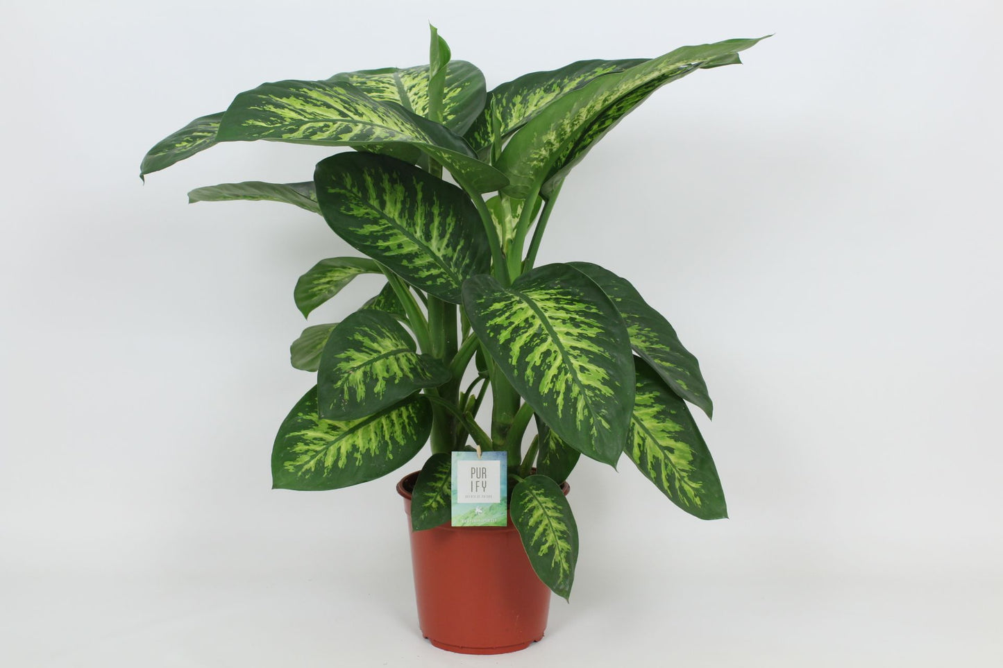 Elstgeest Potplanten Dieffenbachia Tropic Snow Pack of 1