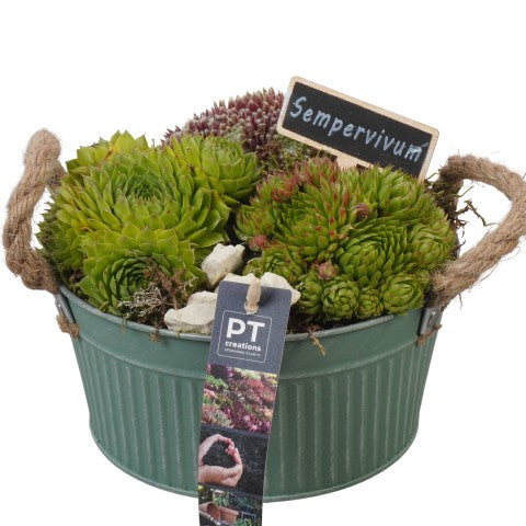 PTS7355 Arrangementen Sempervivum 17cm 19cm Pot