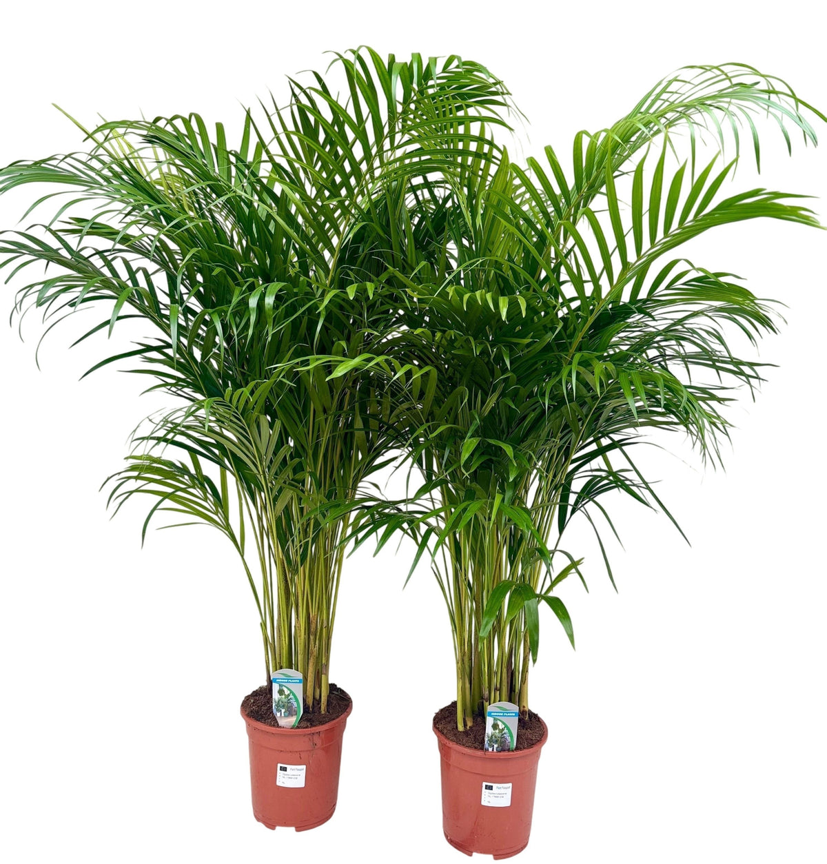 Dypsis lutescens 150cm 24cm Pot