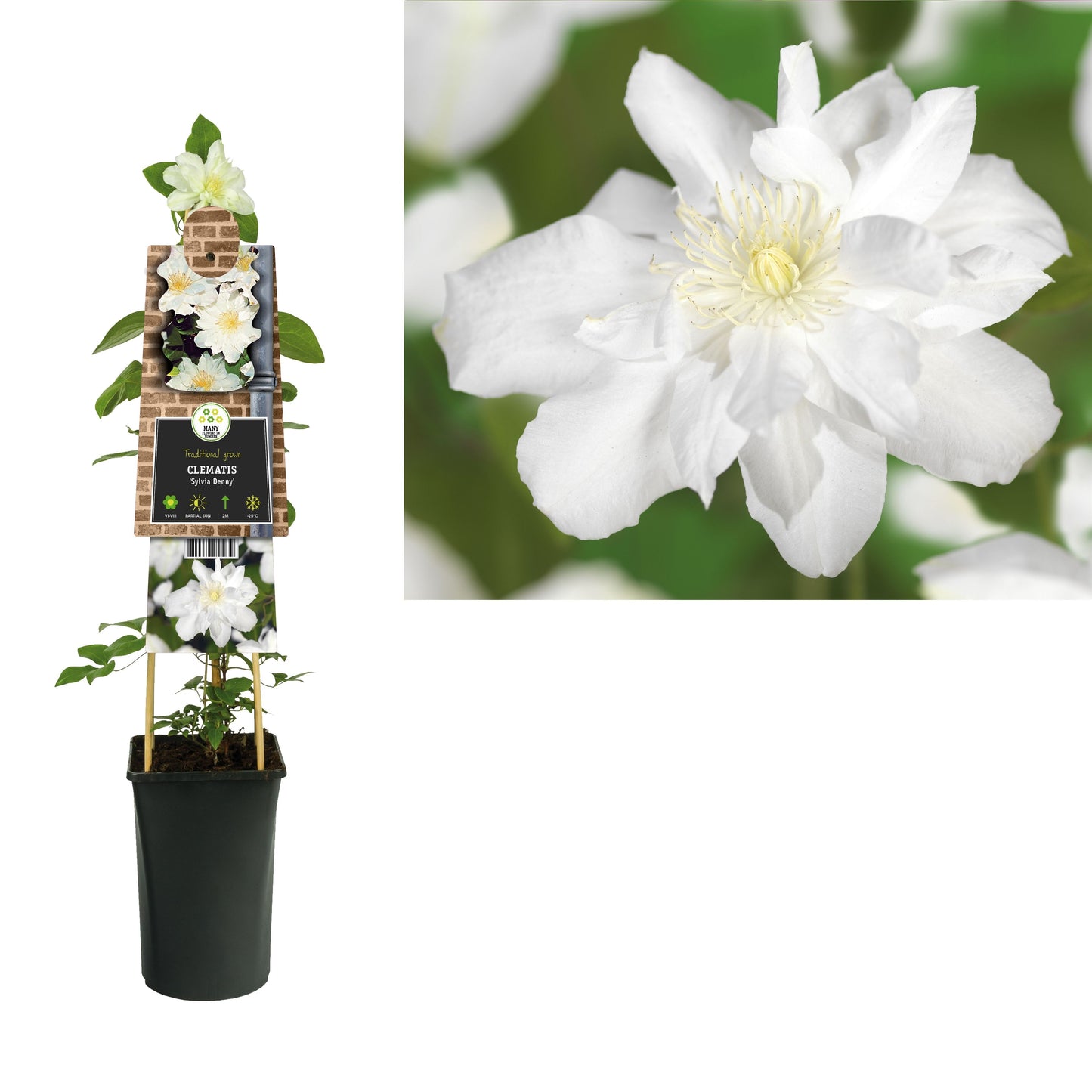 Clematis flor. Sylvia Denny 75cm 17cm Pot